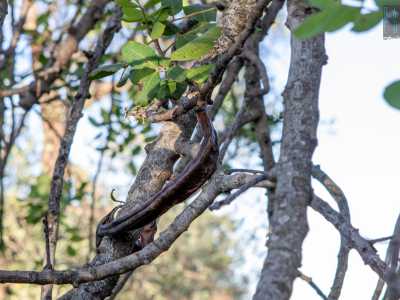 �Le carrube venivano anche chiamate il �cioccolato dei poveri�,  visto che il loro sapore dolce ricorda quello del cacao � racconta Patrizia �. Un tempo addirittura i bambini li mangiavano crudi raccogliendoli dai rami, come se fossero caramelle naturali�